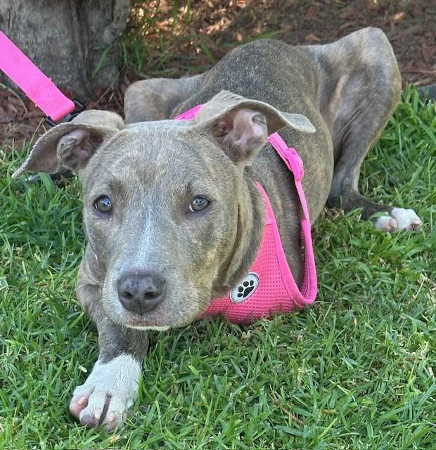 Enlarge HAPPY GIRL, a ADOPTABLE mixed breed in Bell Gardens, CA image 4/6
