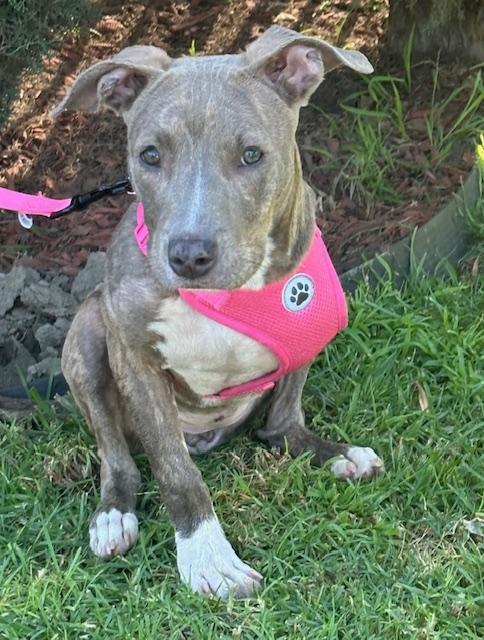 Enlarge HAPPY GIRL, a ADOPTABLE mixed breed in Bell Gardens, CA image 1/6