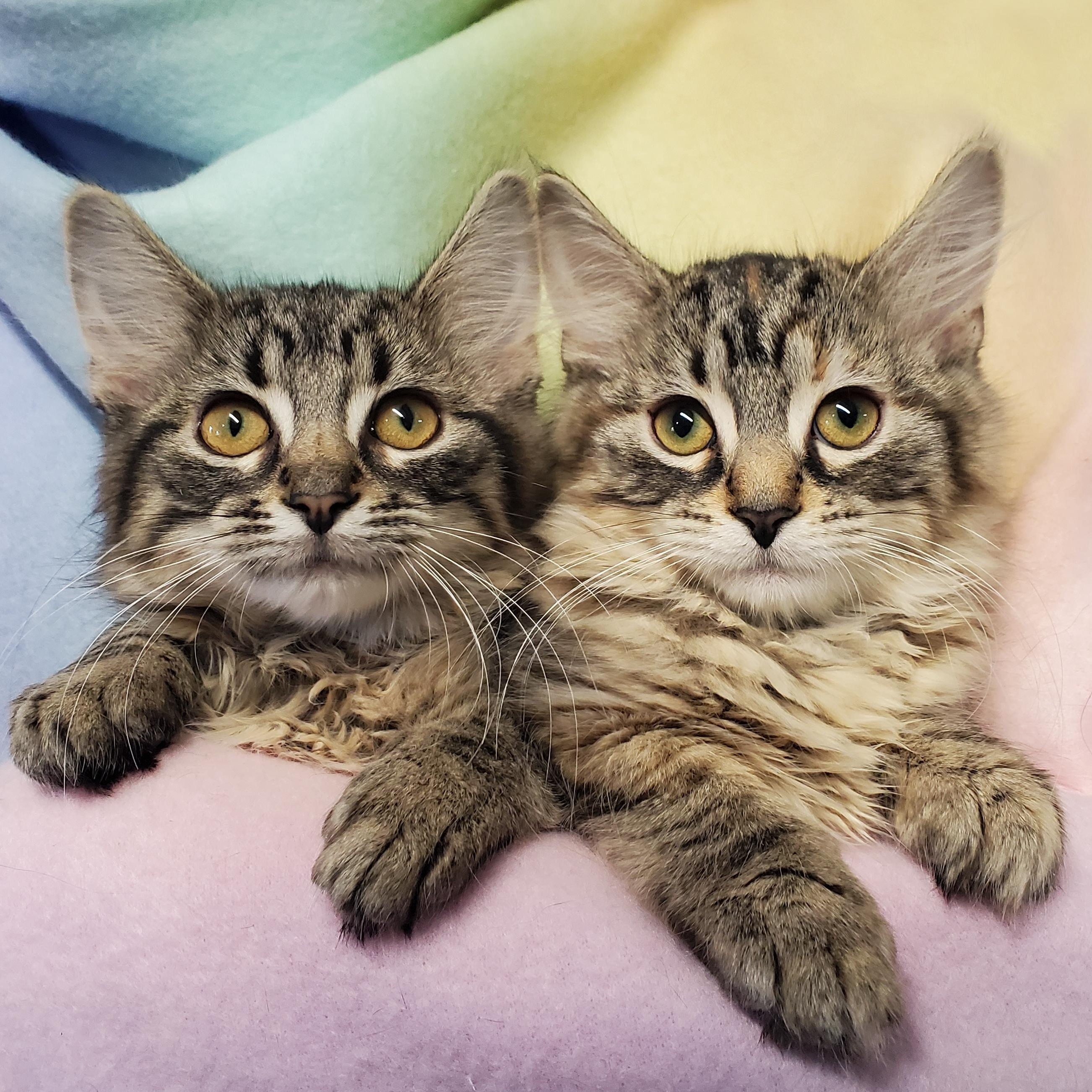 Giselle & Jitterbug, Baby Female Domestic Medium Hair