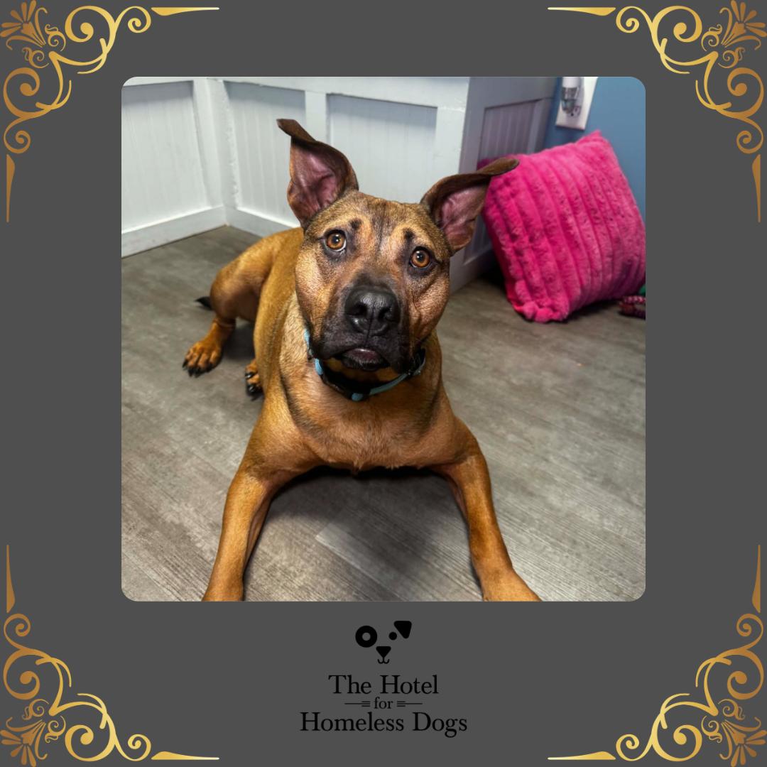 Bentley, ADOPTABLE, Adult Male American Staffordshire Terrier & Terrier.