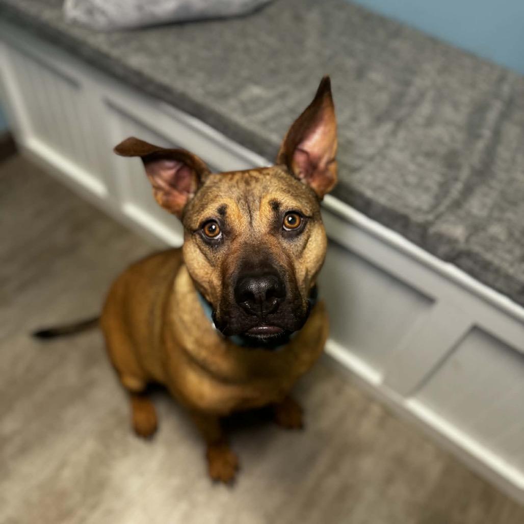 Enlarge Bentley, a ADOPTABLE mixed breed in Cumberland, RI image 6/6