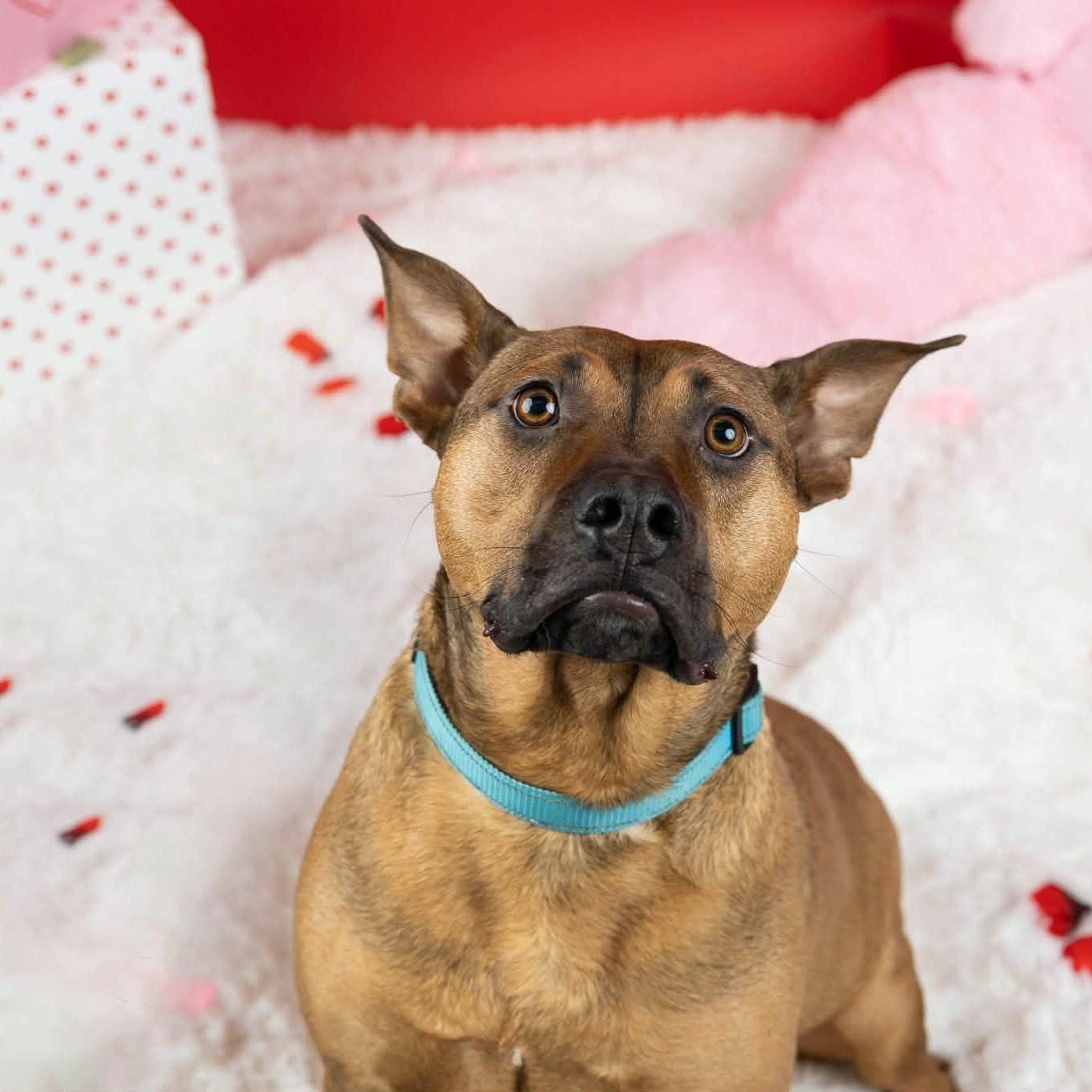 Enlarge Bentley, a ADOPTABLE mixed breed in Cumberland, RI image 2/6