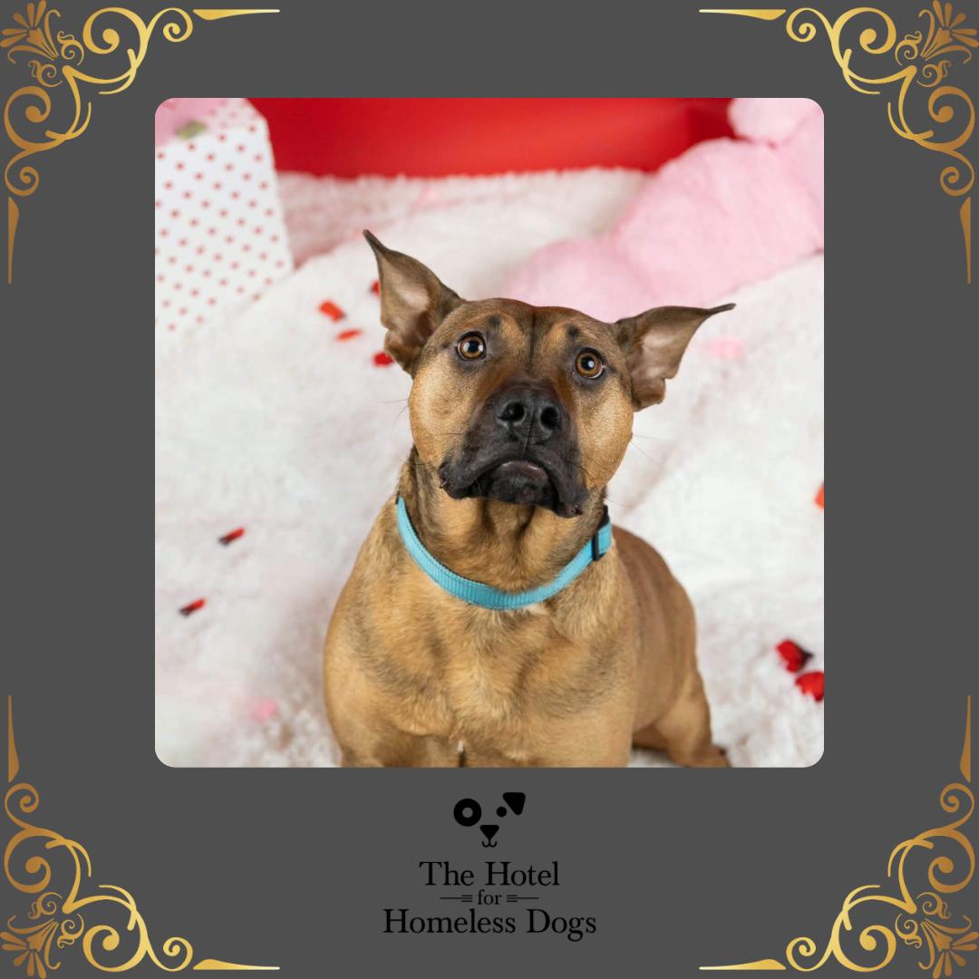 Enlarge Bentley, a ADOPTABLE mixed breed in Cumberland, RI image 1/6