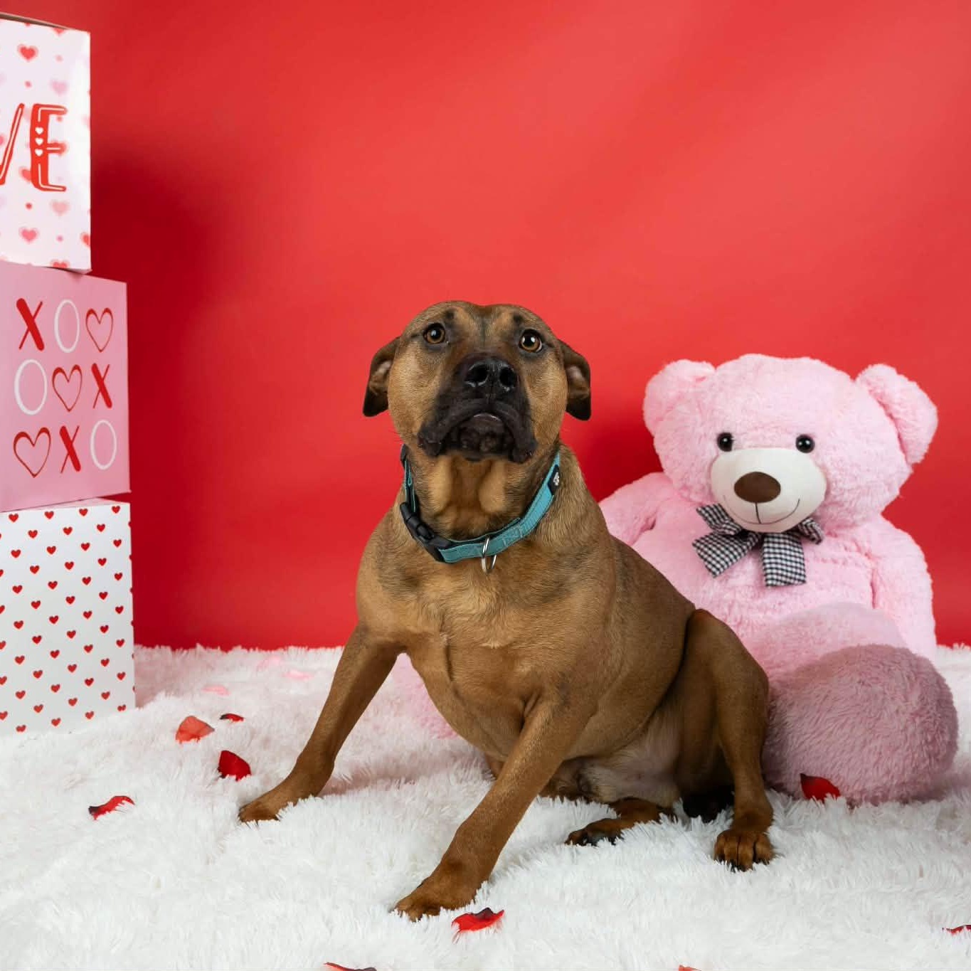 Enlarge Bentley, a ADOPTABLE mixed breed in Cumberland, RI image 4/6