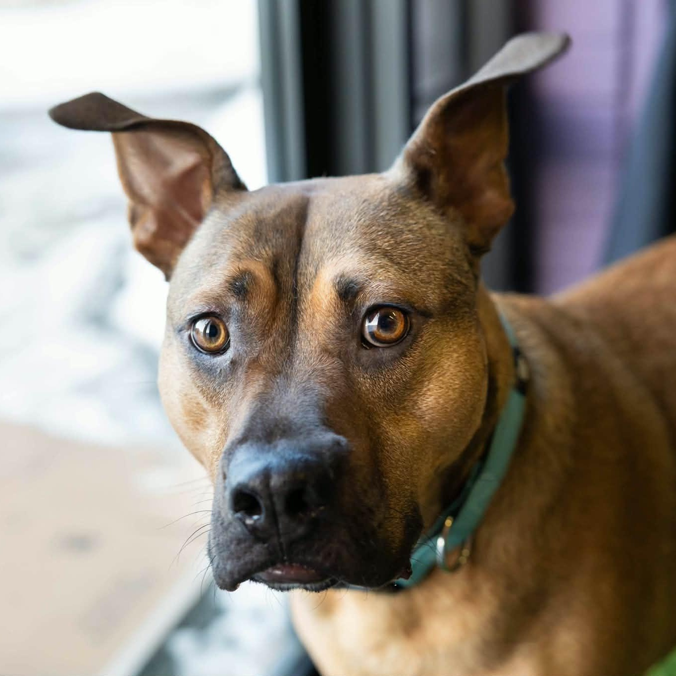 Enlarge Bentley, a ADOPTABLE mixed breed in Cumberland, RI image 5/6