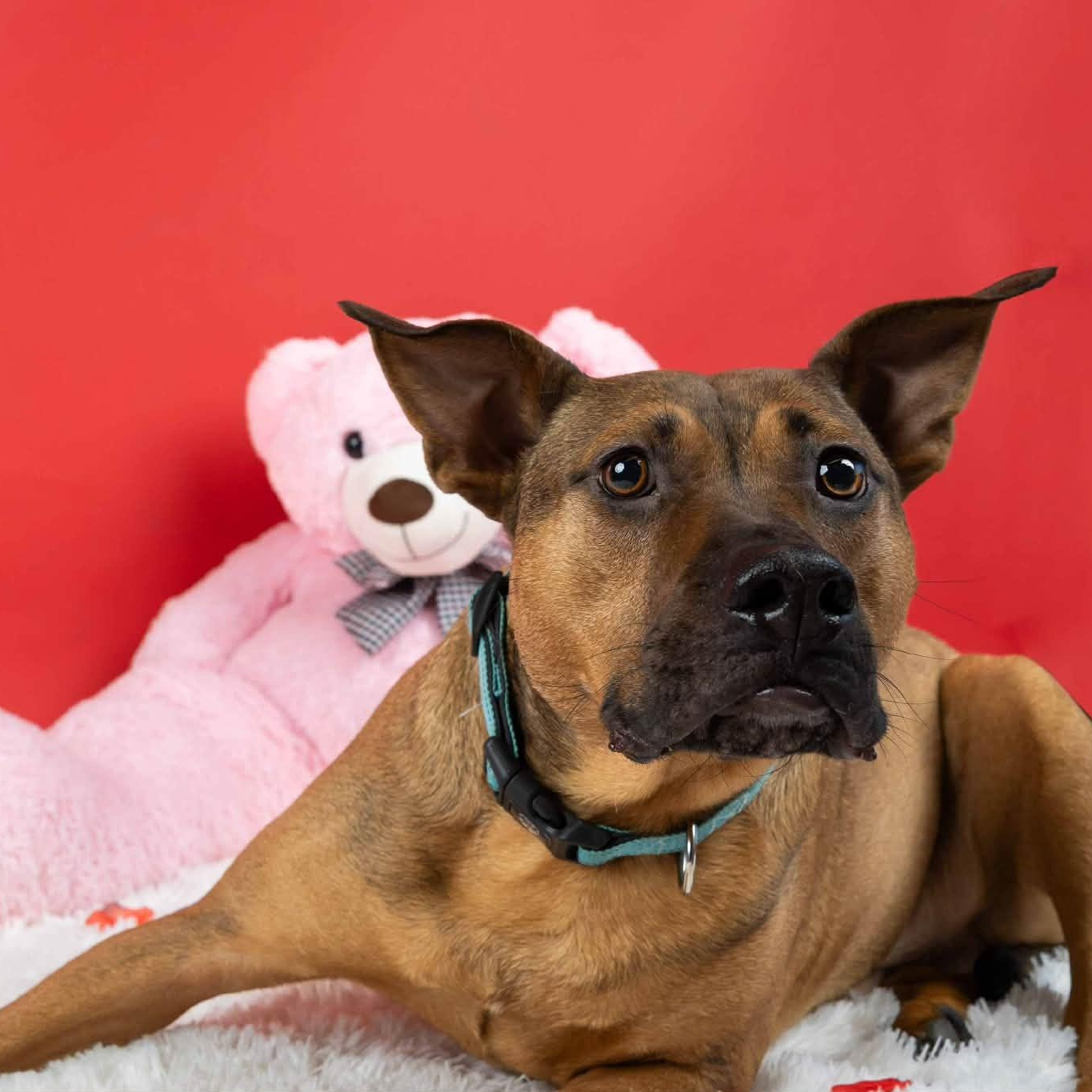 Enlarge Bentley, a ADOPTABLE mixed breed in Cumberland, RI image 3/6