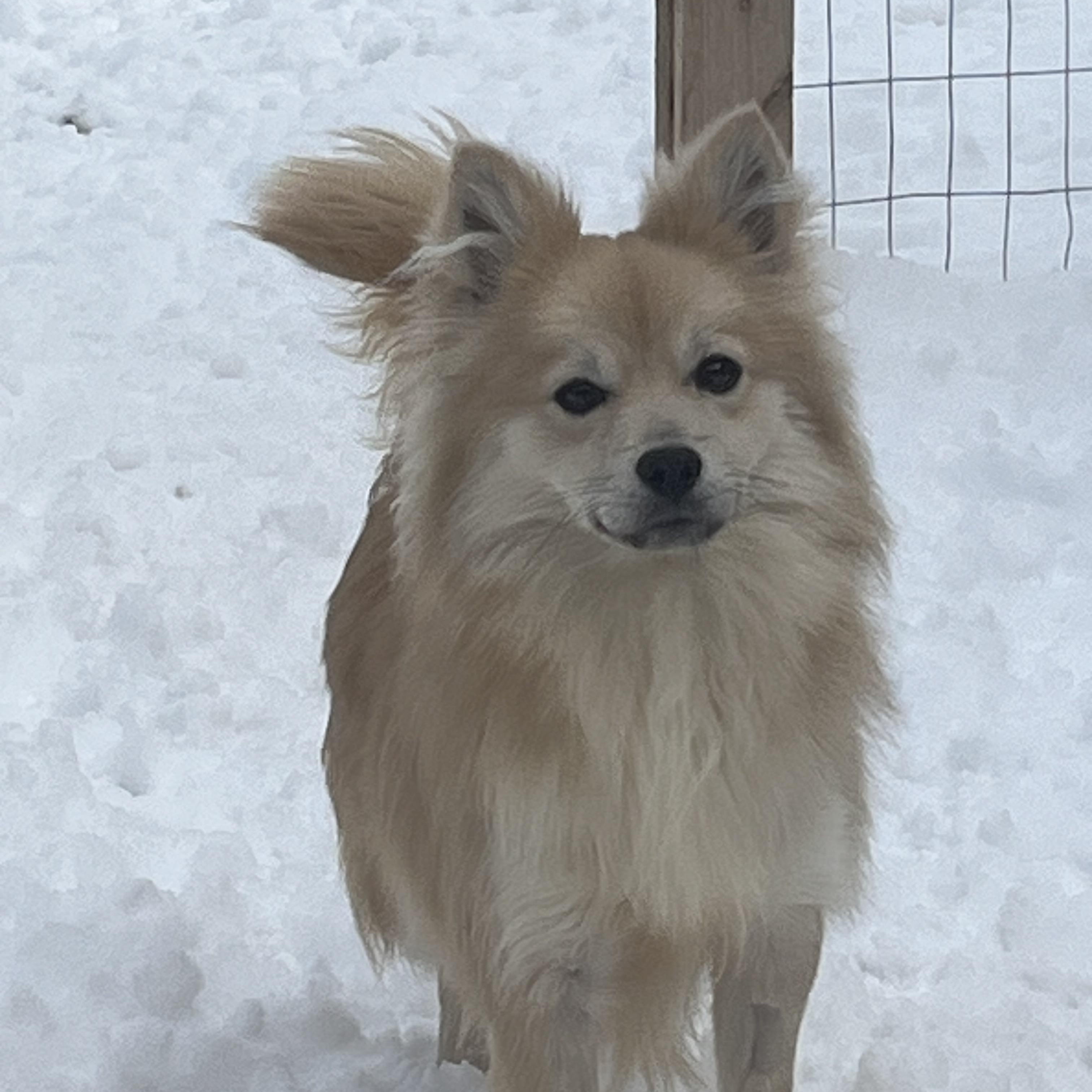 Denver, ADOPTABLE, Adult Male Pomeranian.