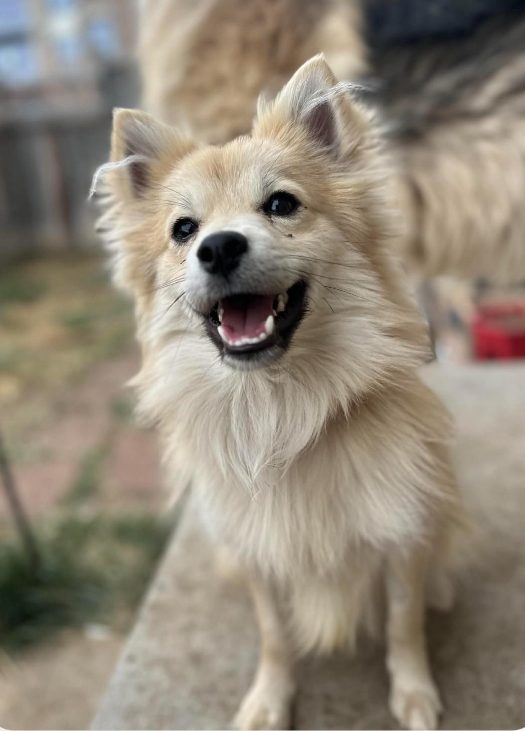 Enlarge Denver, a ADOPTABLE mixed breed in Longmont, CO image 2/2