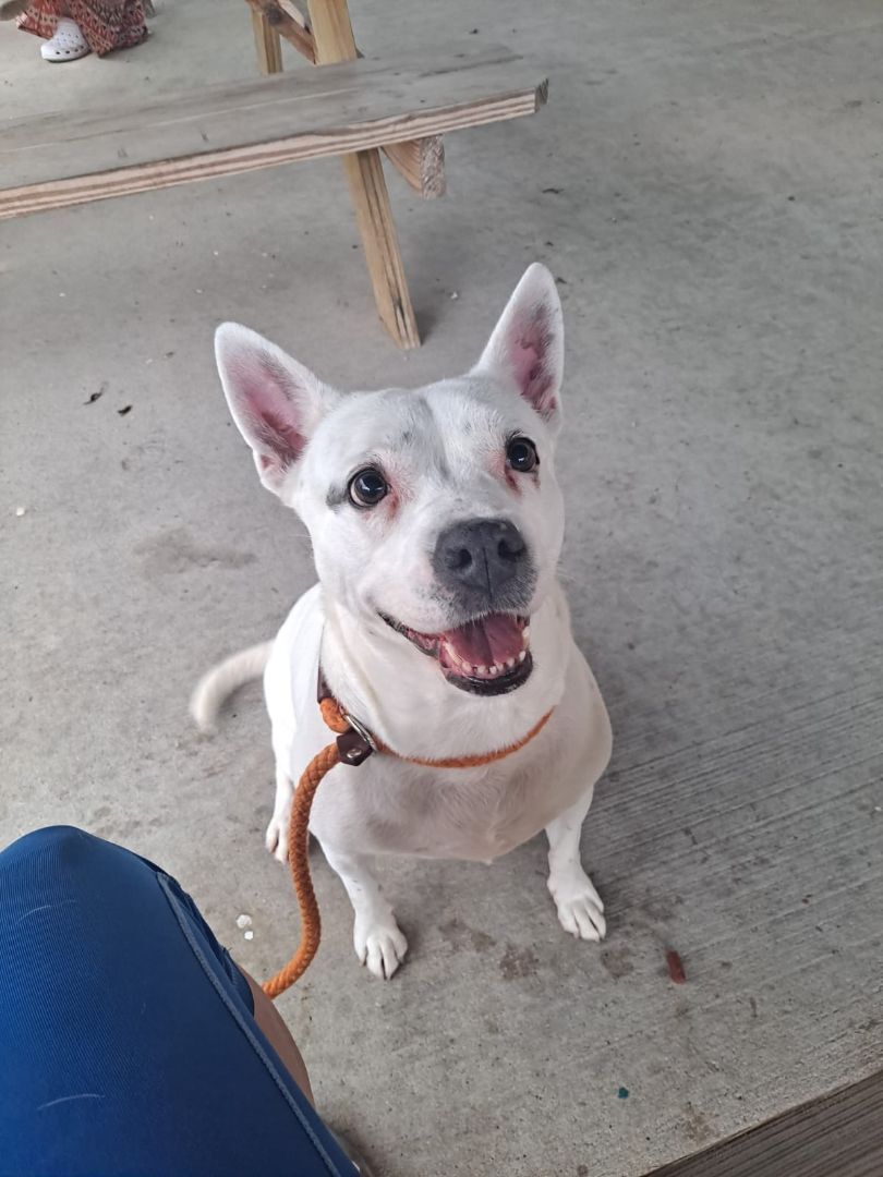 Bella, a Adopted mixed breed in Pembroke Pines, FL image 1/5