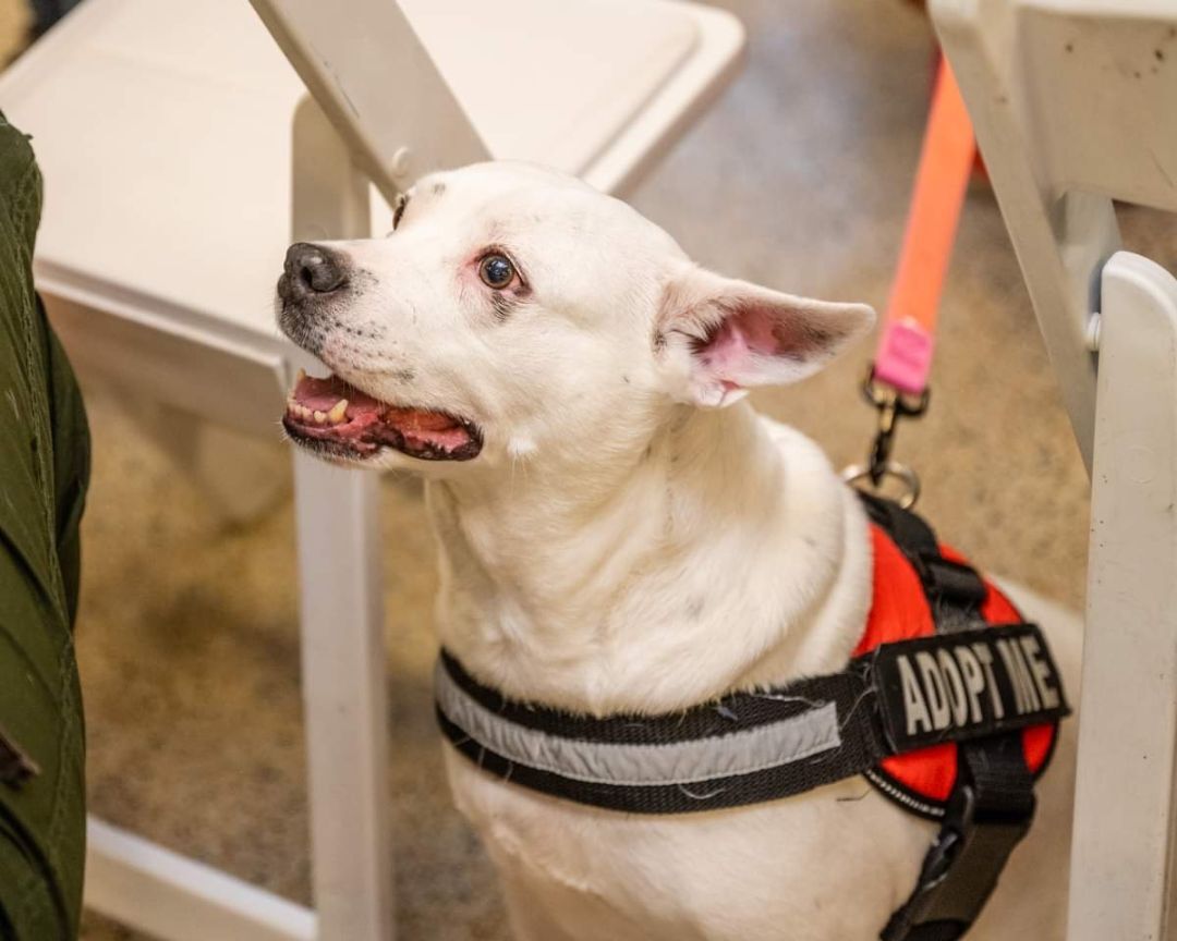 Bella, a Adopted mixed breed in Pembroke Pines, FL image 2/5