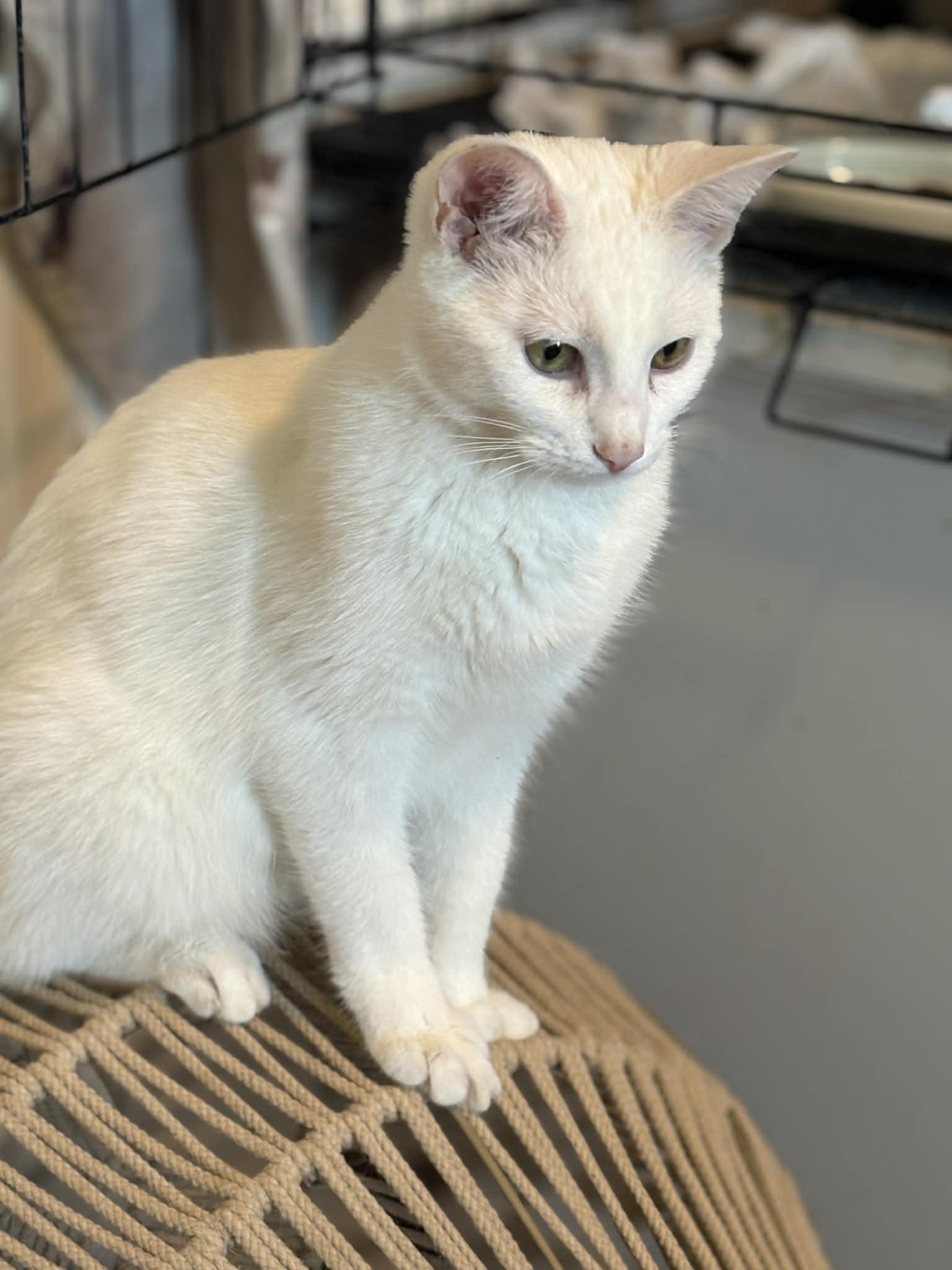 Enlarge Archer (Deb-fostered in TN), a Adoptable Domestic Short Hair in Brooklyn, CT image 5/5