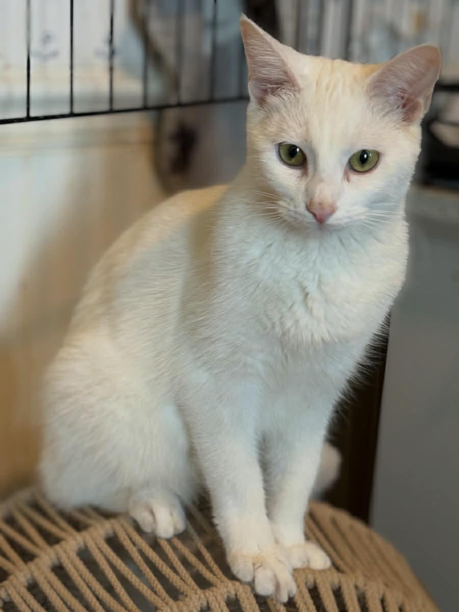 Enlarge Archer (Deb-fostered in TN), a Adoptable Domestic Short Hair in Brooklyn, CT image 3/5