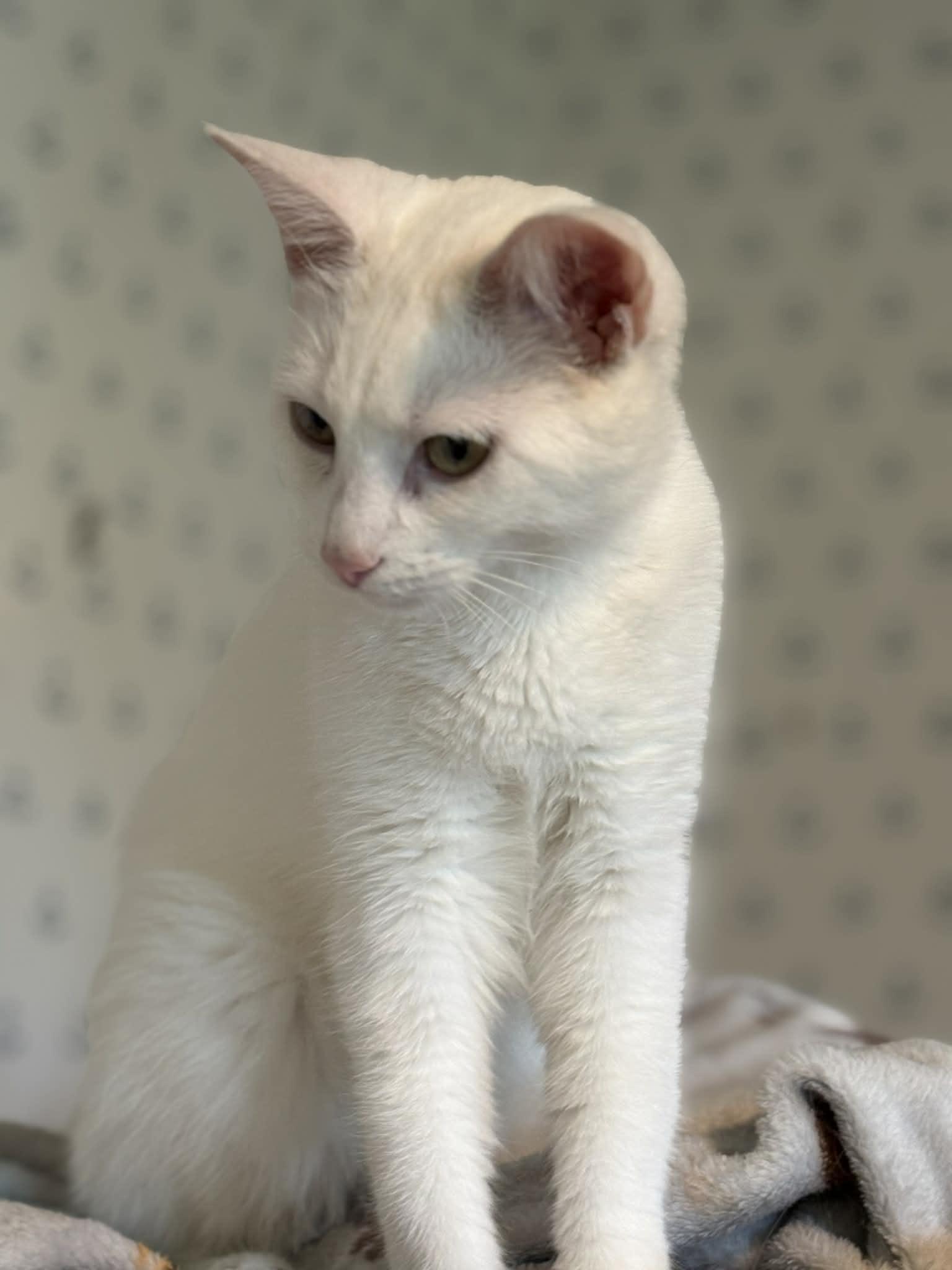 Enlarge Archer (Deb-fostered in TN), a Adoptable Domestic Short Hair in Brooklyn, CT image 2/5