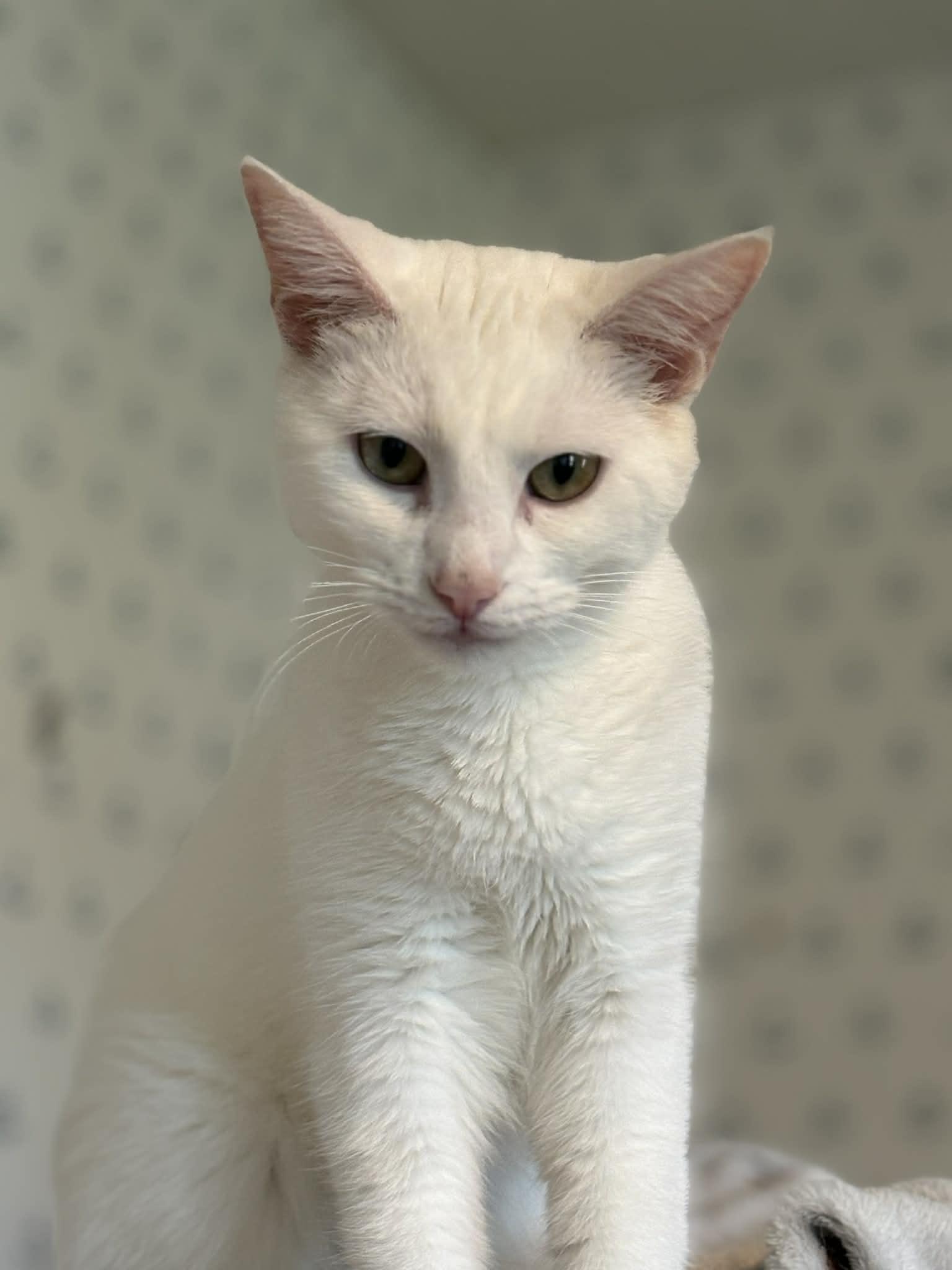 Enlarge Archer (Deb-fostered in TN), a Adoptable Domestic Short Hair in Brooklyn, CT image 4/5
