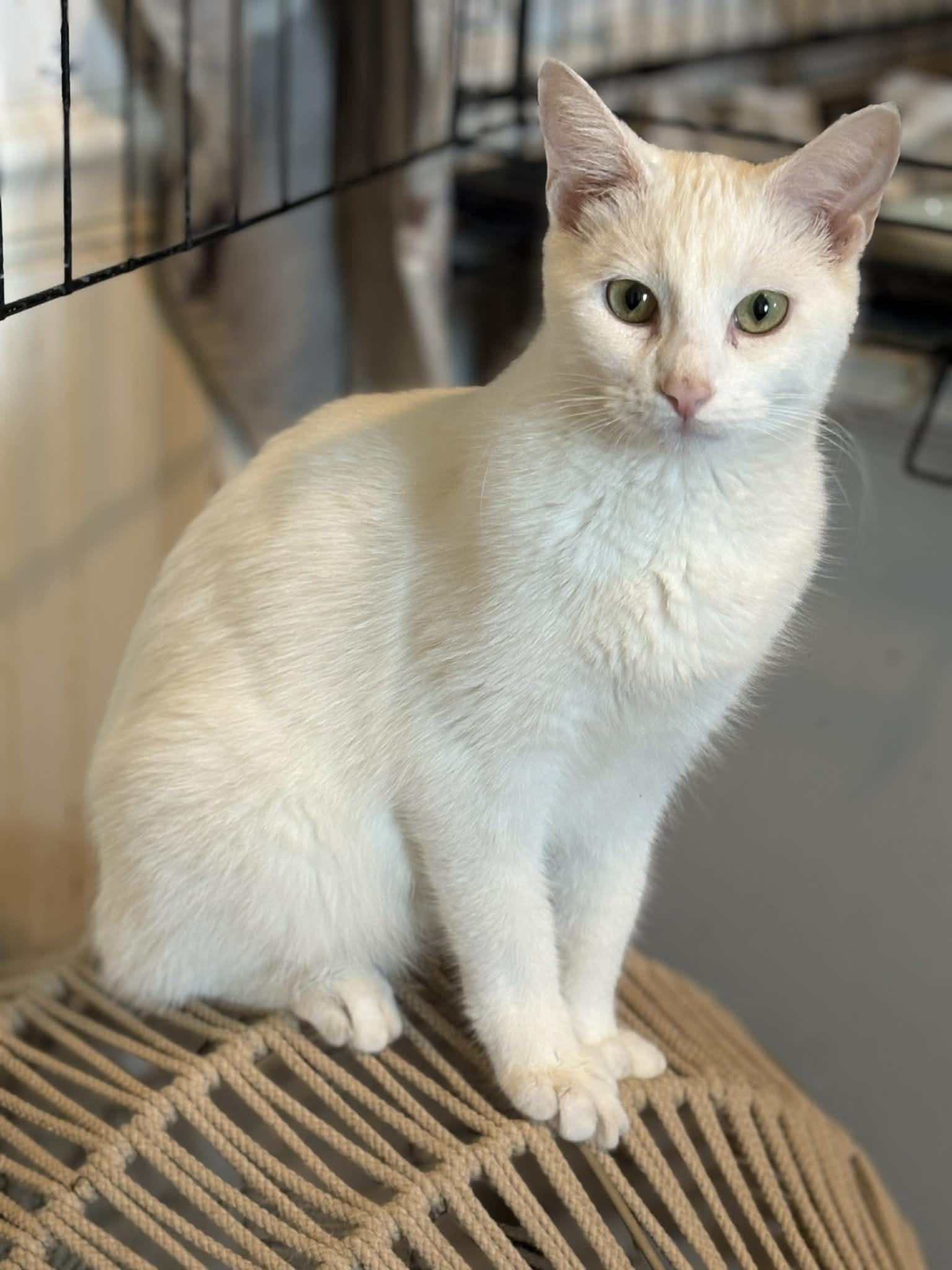 Enlarge Archer (Deb-fostered in TN), a Adoptable Domestic Short Hair in Brooklyn, CT image 1/5
