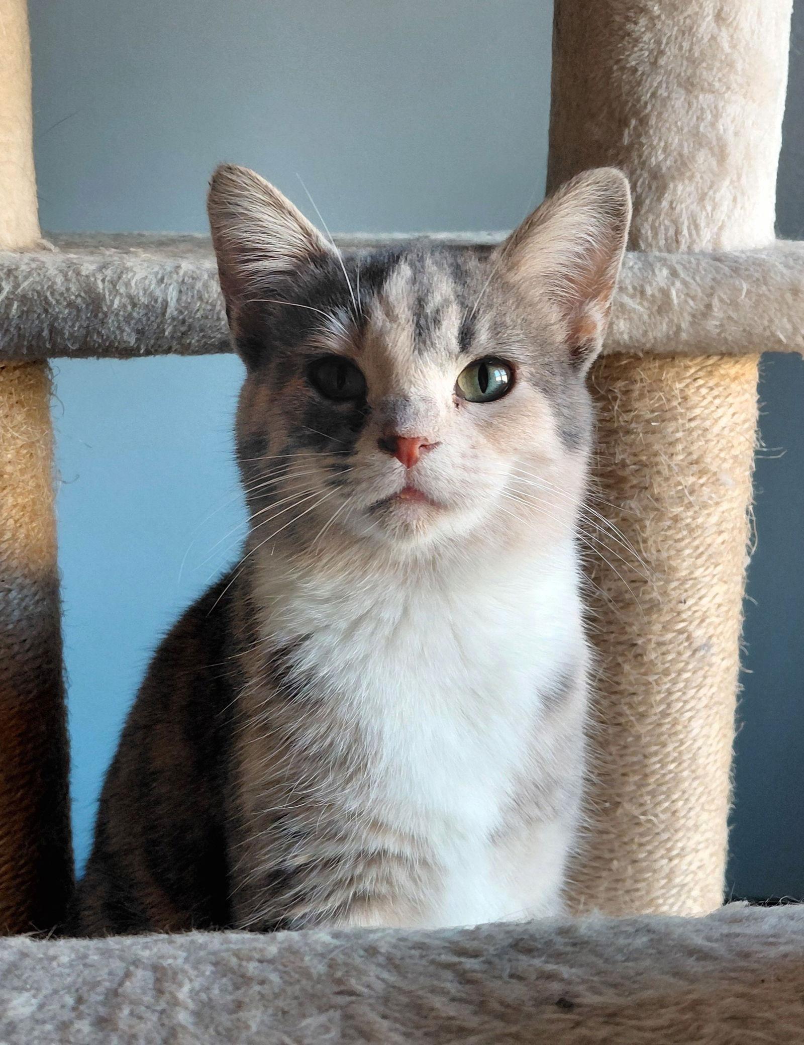 Zeva, a Adoptable mixed breed in Montello, WI image 1/3