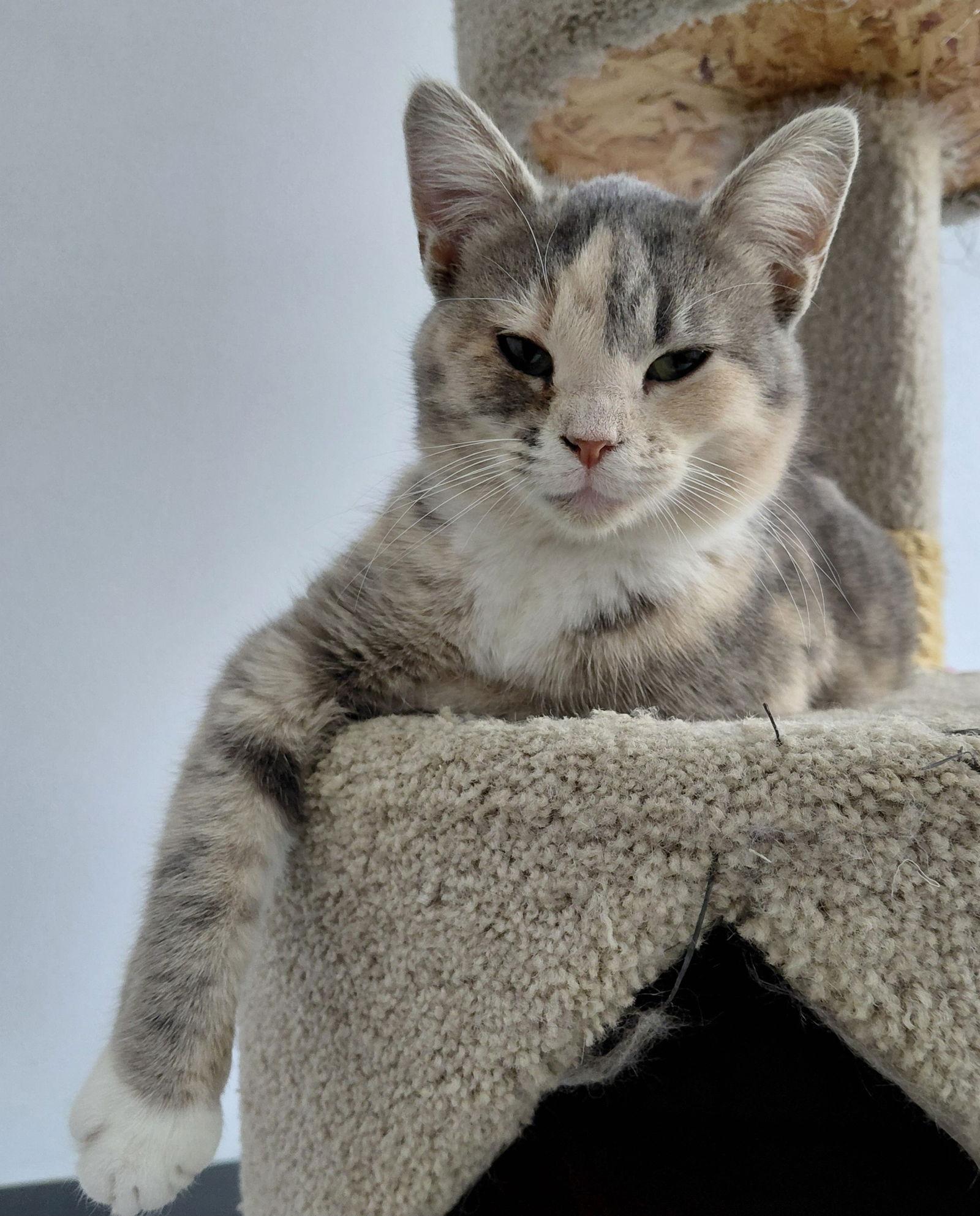 Zeva, a Adoptable mixed breed in Montello, WI image 3/3