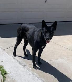 Enlarge Rocky, a Adoptable mixed breed in Ventura, CA image 3/6