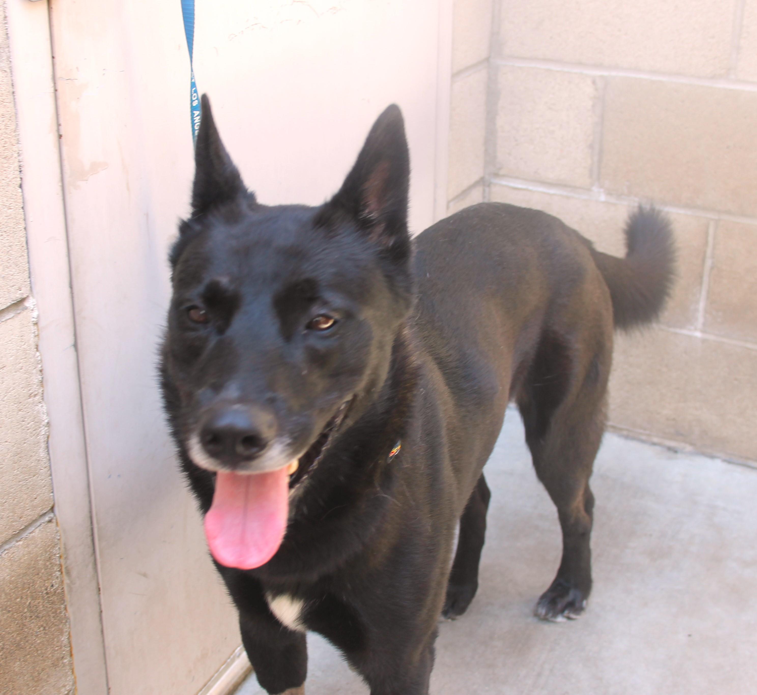 Enlarge Rocky, a Adoptable mixed breed in Ventura, CA image 5/6