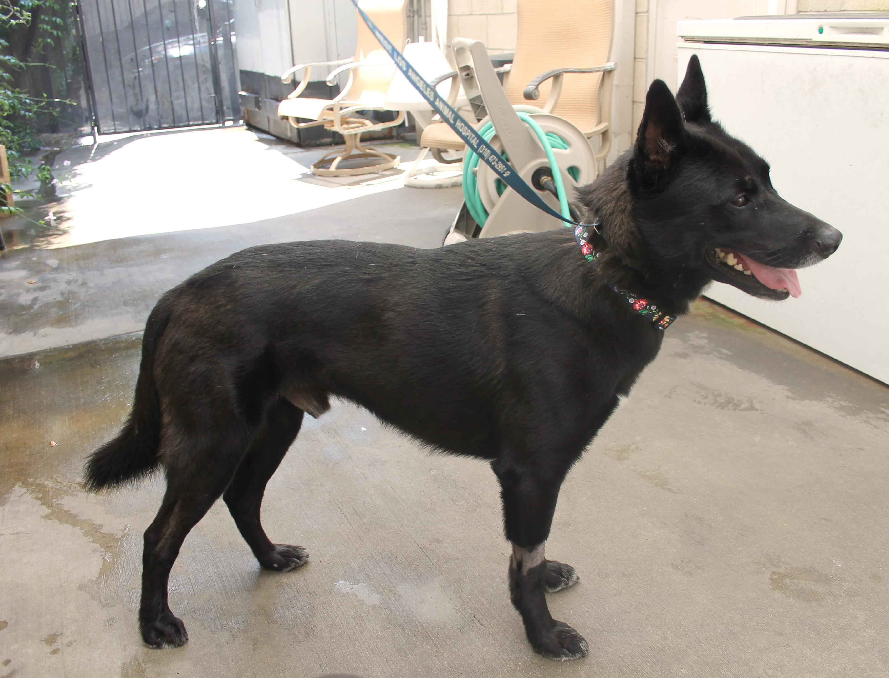 Enlarge Rocky, a Adoptable mixed breed in Ventura, CA image 1/6