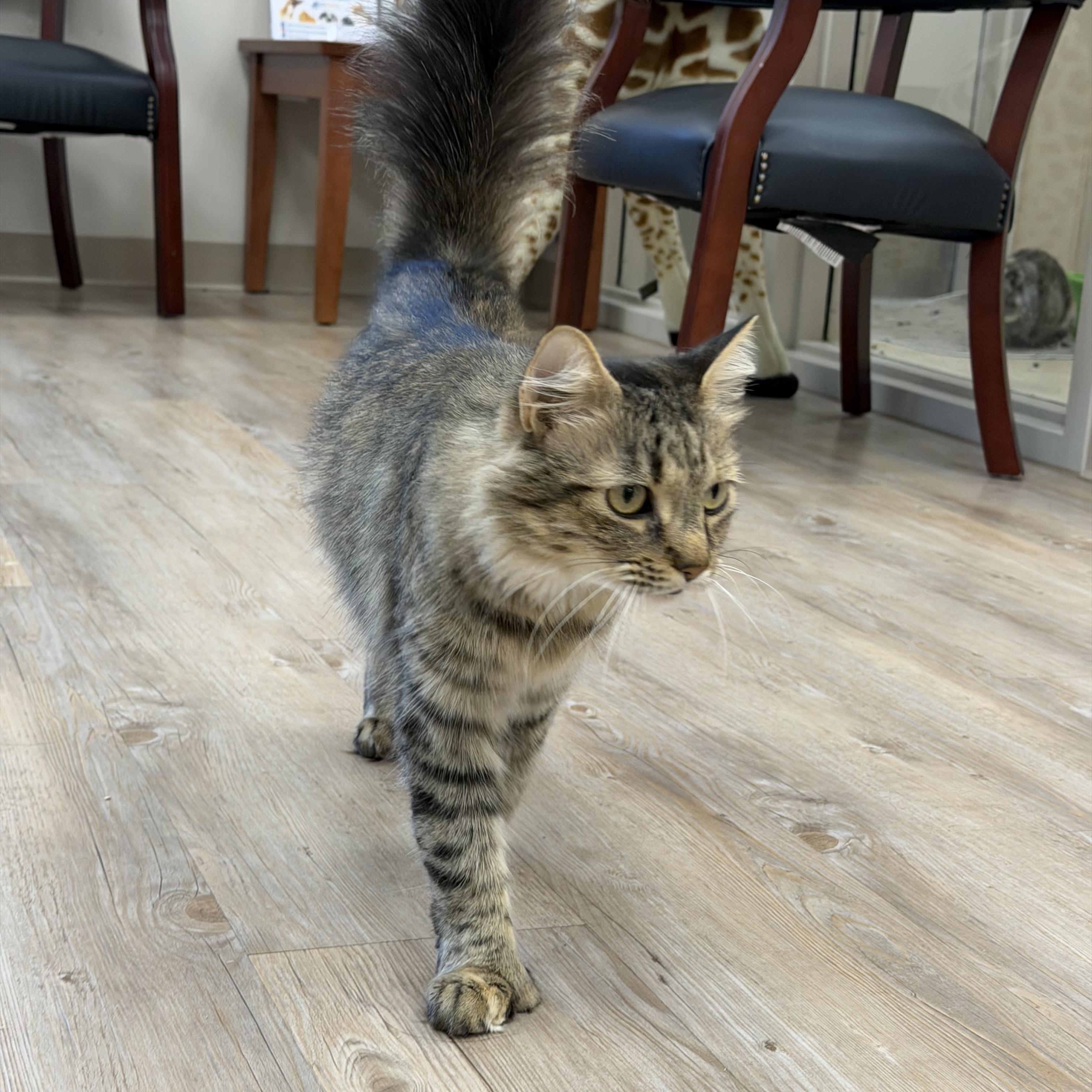 Ellie, Adopted, Adult Female Domestic Long Hair.