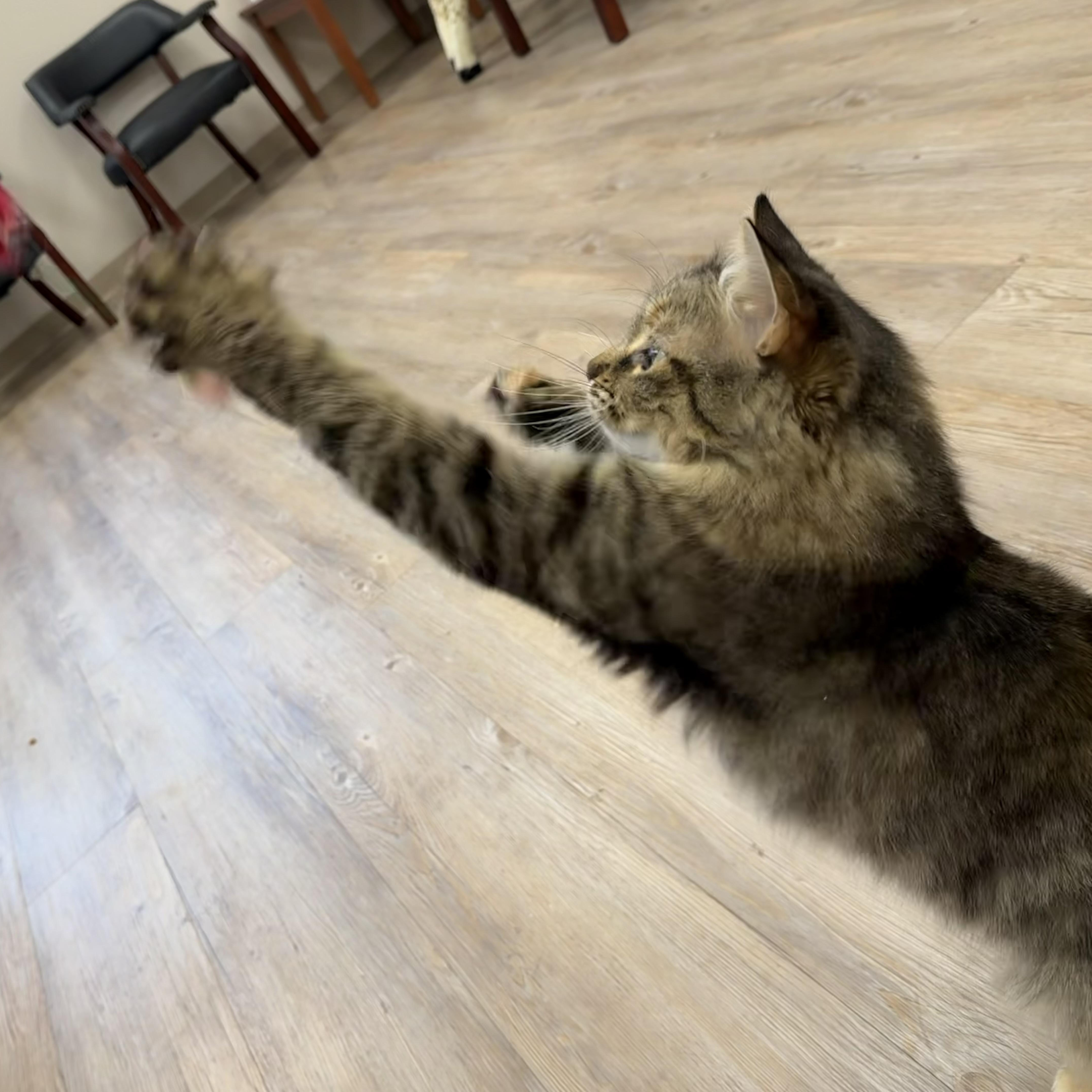 Enlarge Ellie, a Adopted Domestic Long Hair in North Providence, RI image 5/5