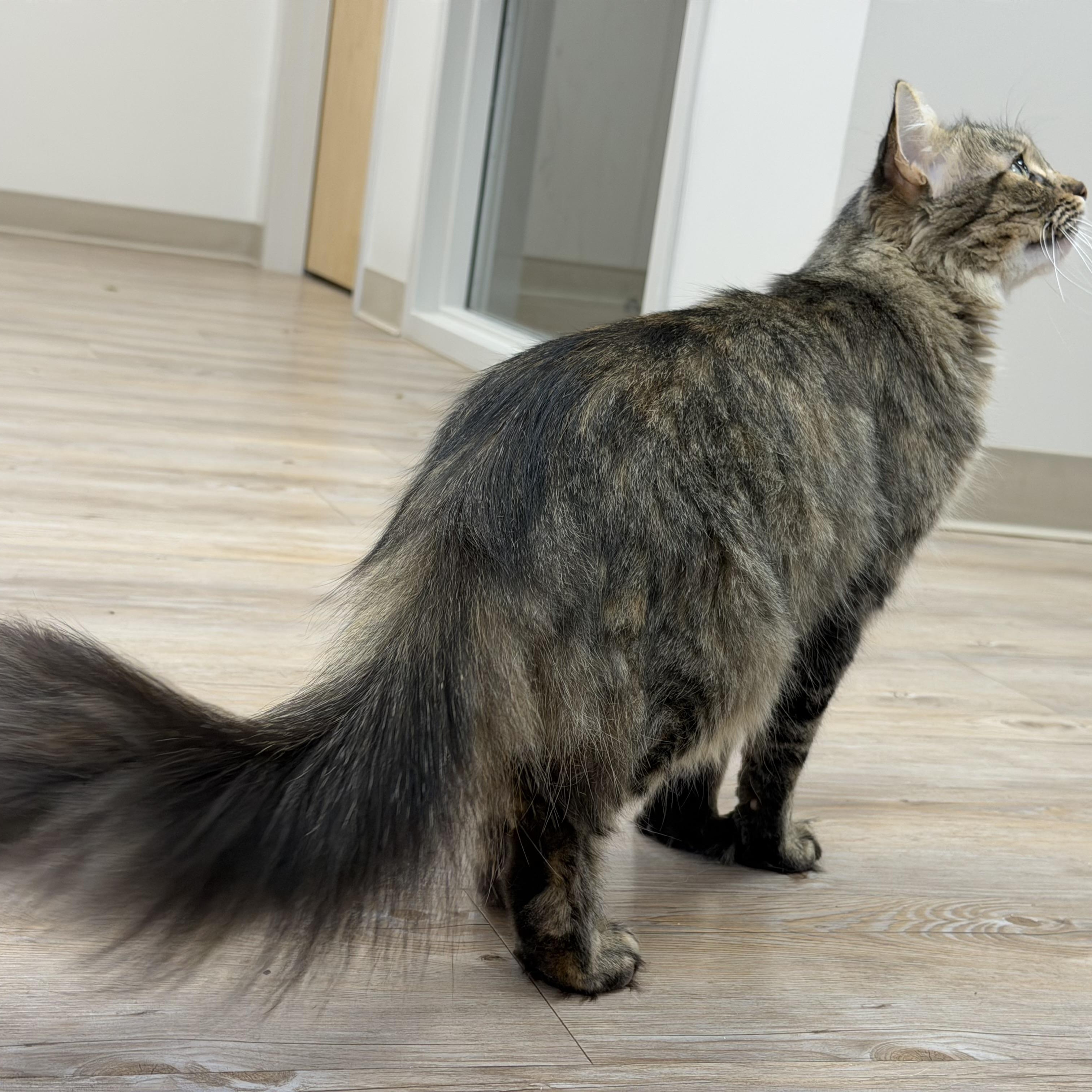 Enlarge Ellie, a Adopted Domestic Long Hair in North Providence, RI image 3/5