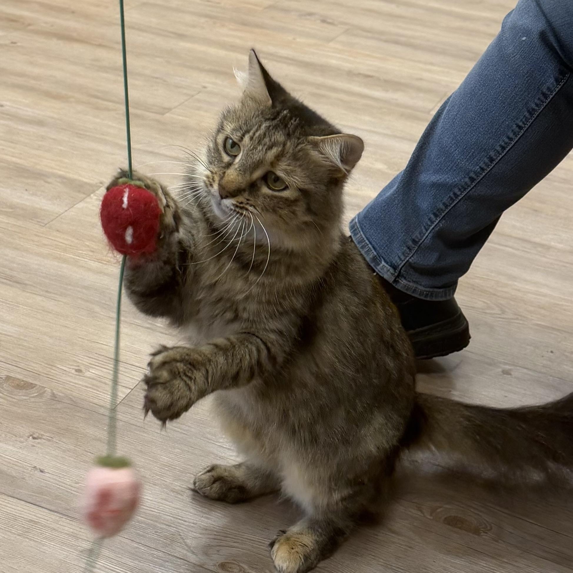Enlarge Ellie, a Adopted Domestic Long Hair in North Providence, RI image 4/5