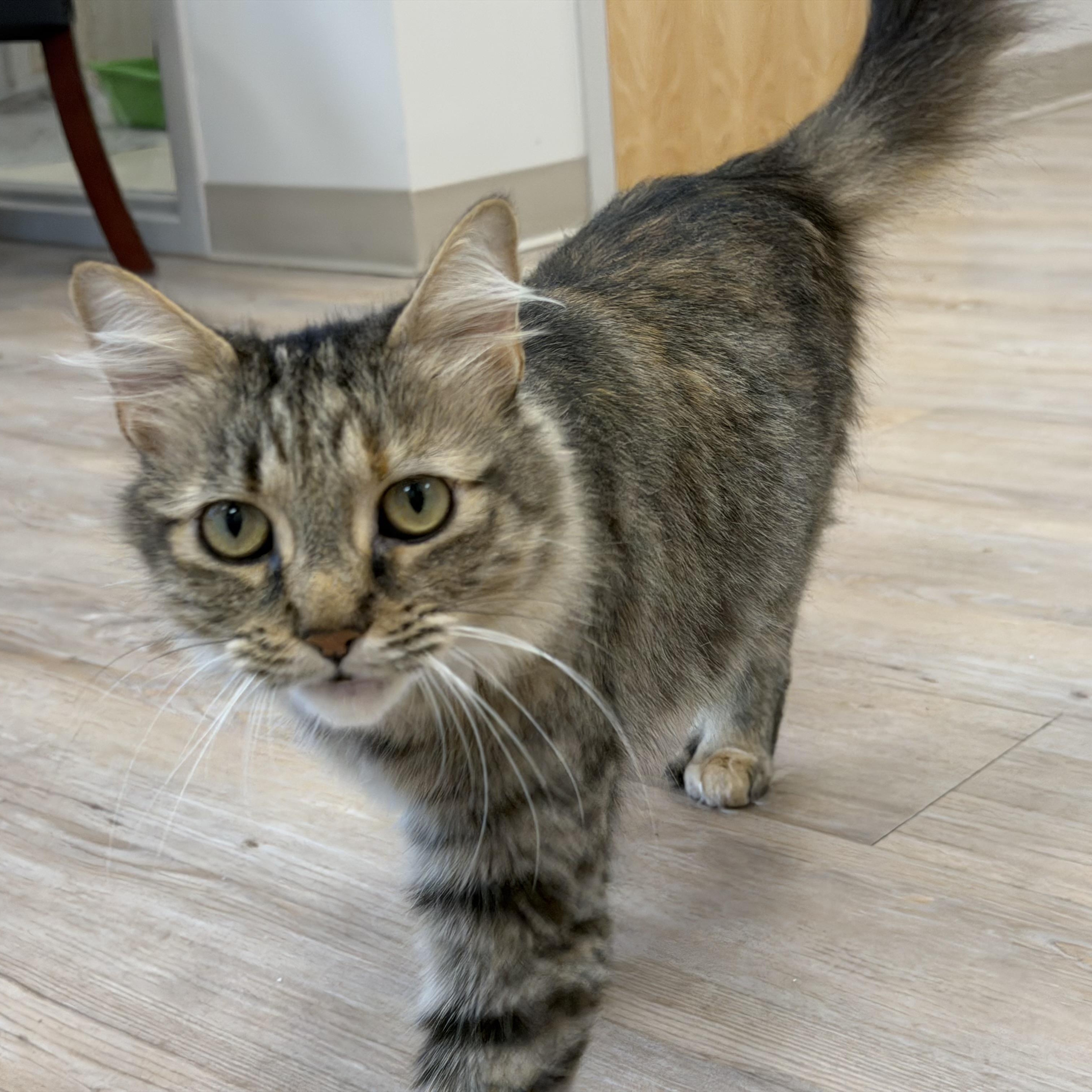 Enlarge Ellie, a Adopted Domestic Long Hair in North Providence, RI image 2/5
