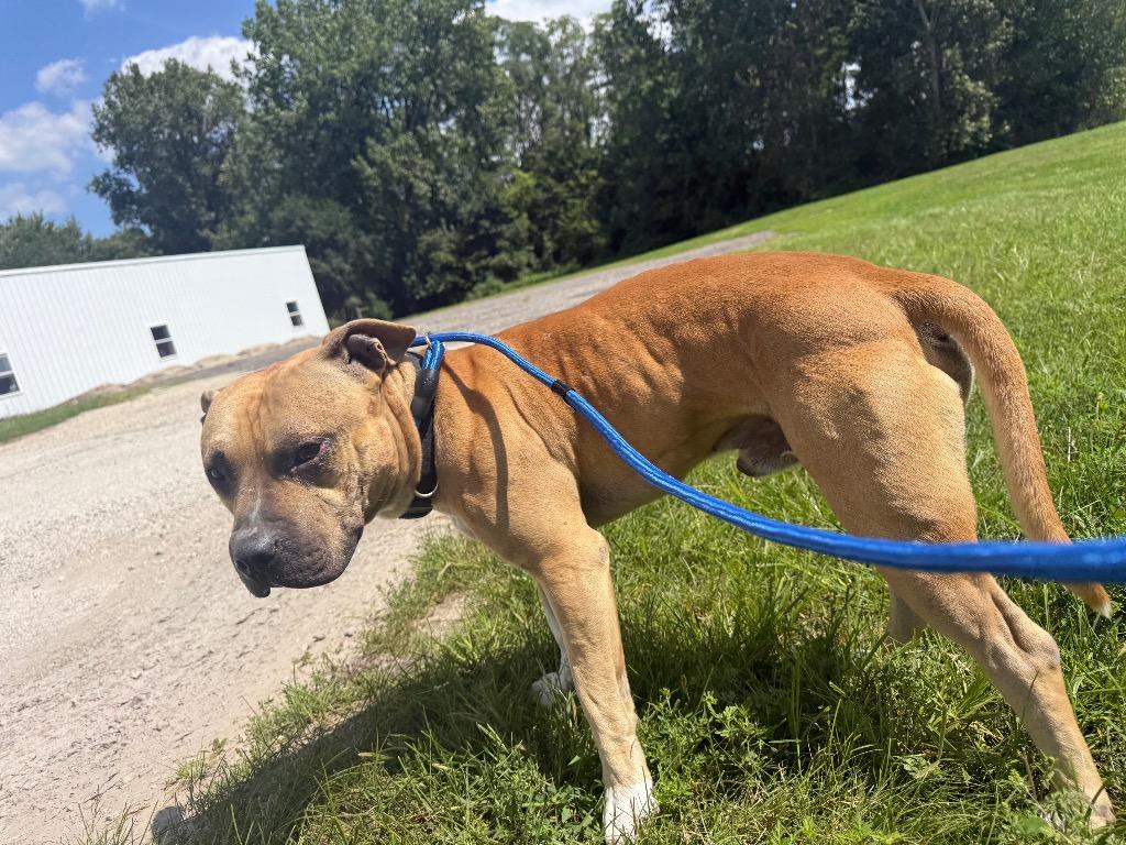 Enlarge Tank, a Adoptable Pit Bull Terrier in Winchester, IN image 1/1