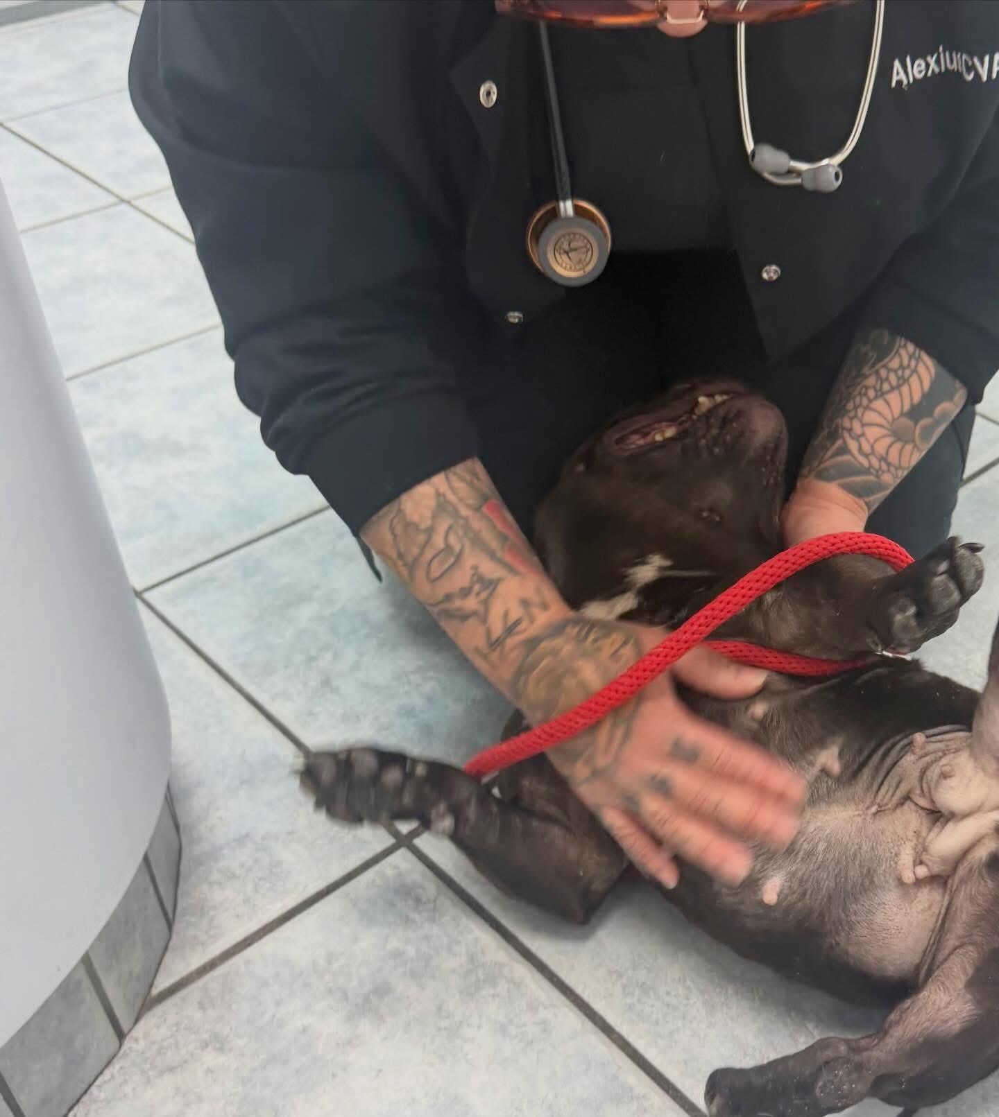 Minnow , a ADOPTABLE mixed breed in Las Vegas, NV image 3/4