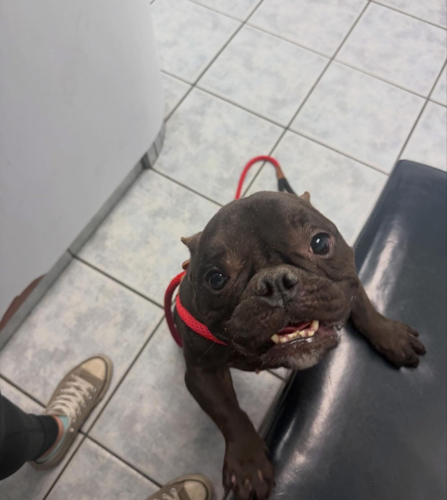 Minnow , a ADOPTABLE mixed breed in Las Vegas, NV image 4/4