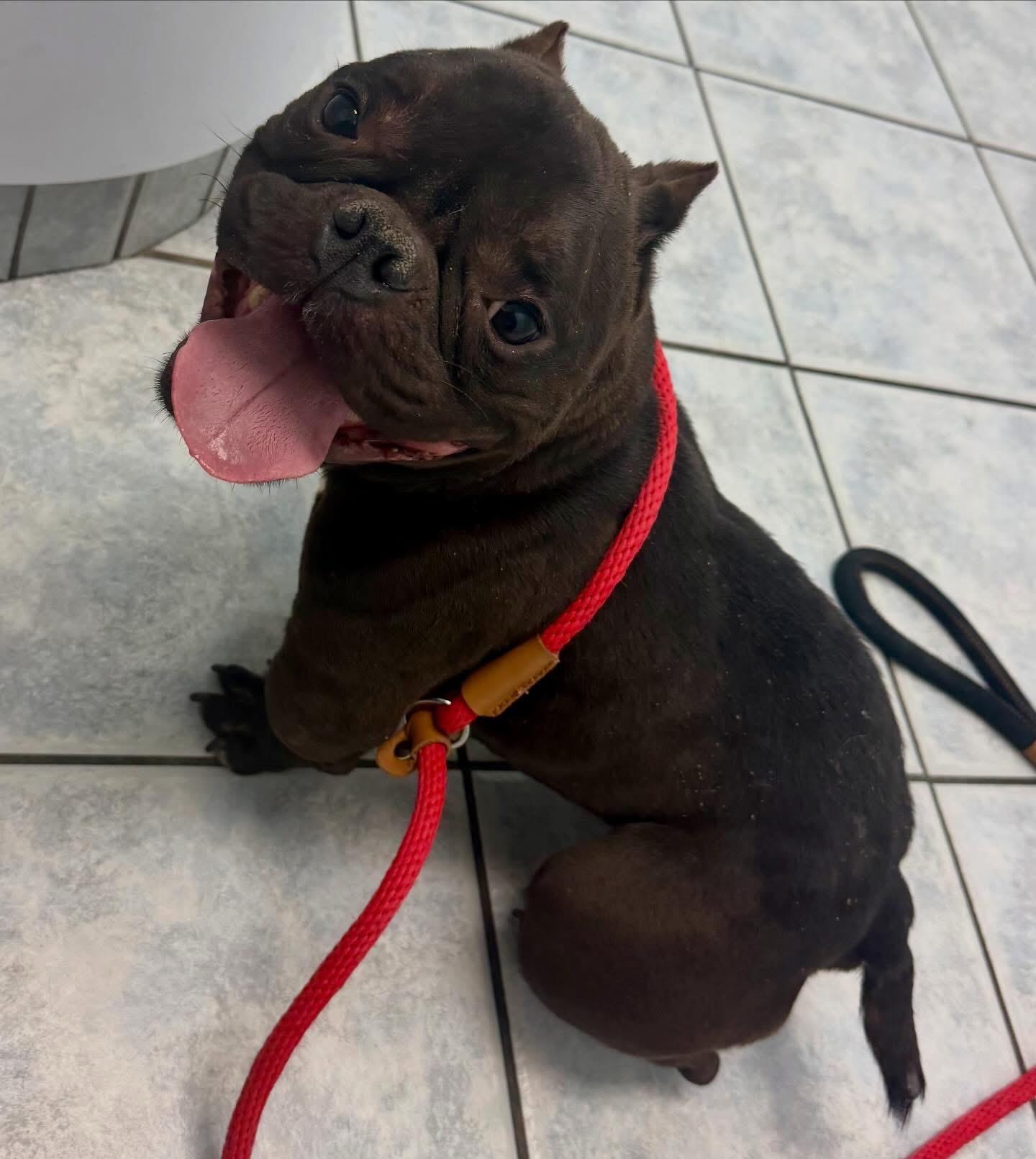 Minnow , a ADOPTABLE mixed breed in Las Vegas, NV image 2/4