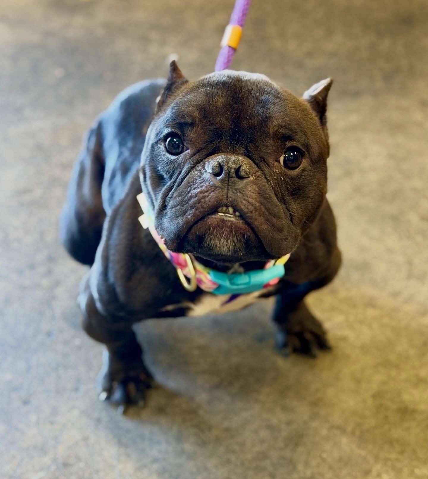 Minnow , ADOPTABLE, Young Female American Bully.