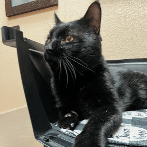 Captain Jack, adoptable, Adult Male Domestic Short Hair.