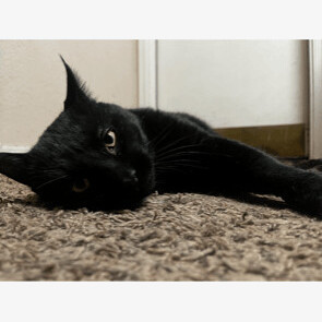 Enlarge Captain Jack, an adoptable Domestic Short Hair in Gilbert, AZ image 2/8