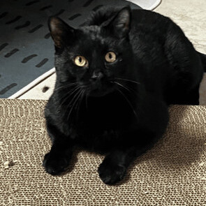 Enlarge Captain Jack, an adoptable Domestic Short Hair in Gilbert, AZ image 3/8