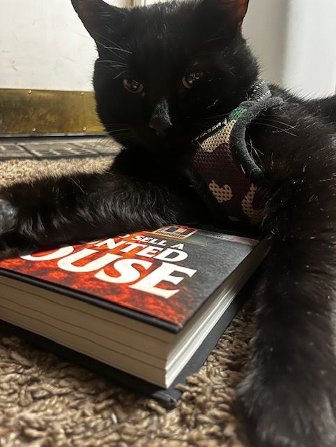 Enlarge Captain Jack, an adoptable Domestic Short Hair in Gilbert, AZ image 4/8