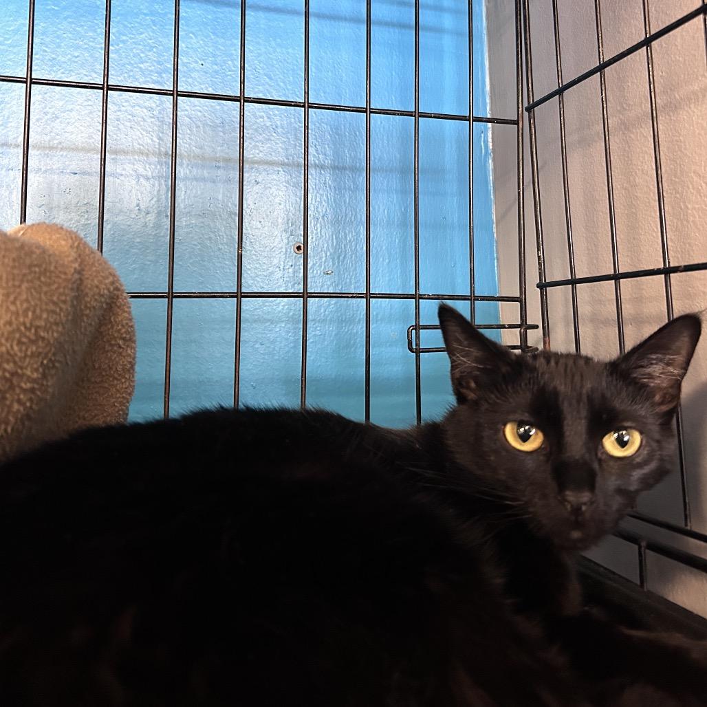 Raven, Adoptable, Young Male Domestic Short Hair.