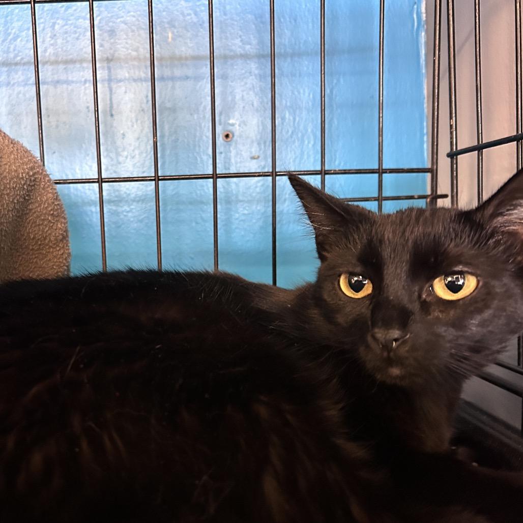 Raven, a Adoptable Domestic Short Hair in Webster, TX image 2/3