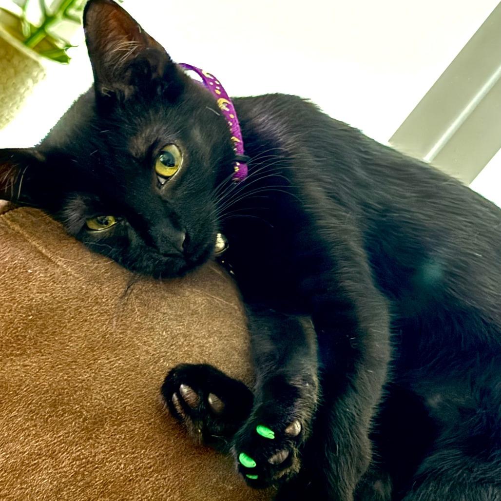 Raven, a Adoptable Domestic Short Hair in Webster, TX image 3/3