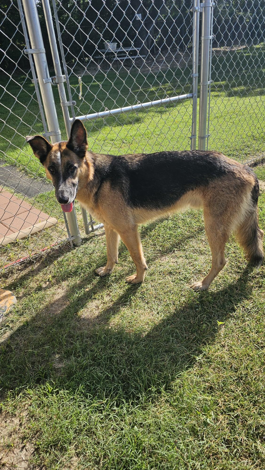 Beaux, Adoptable, Adult Male Belgian Shepherd / Malinois.