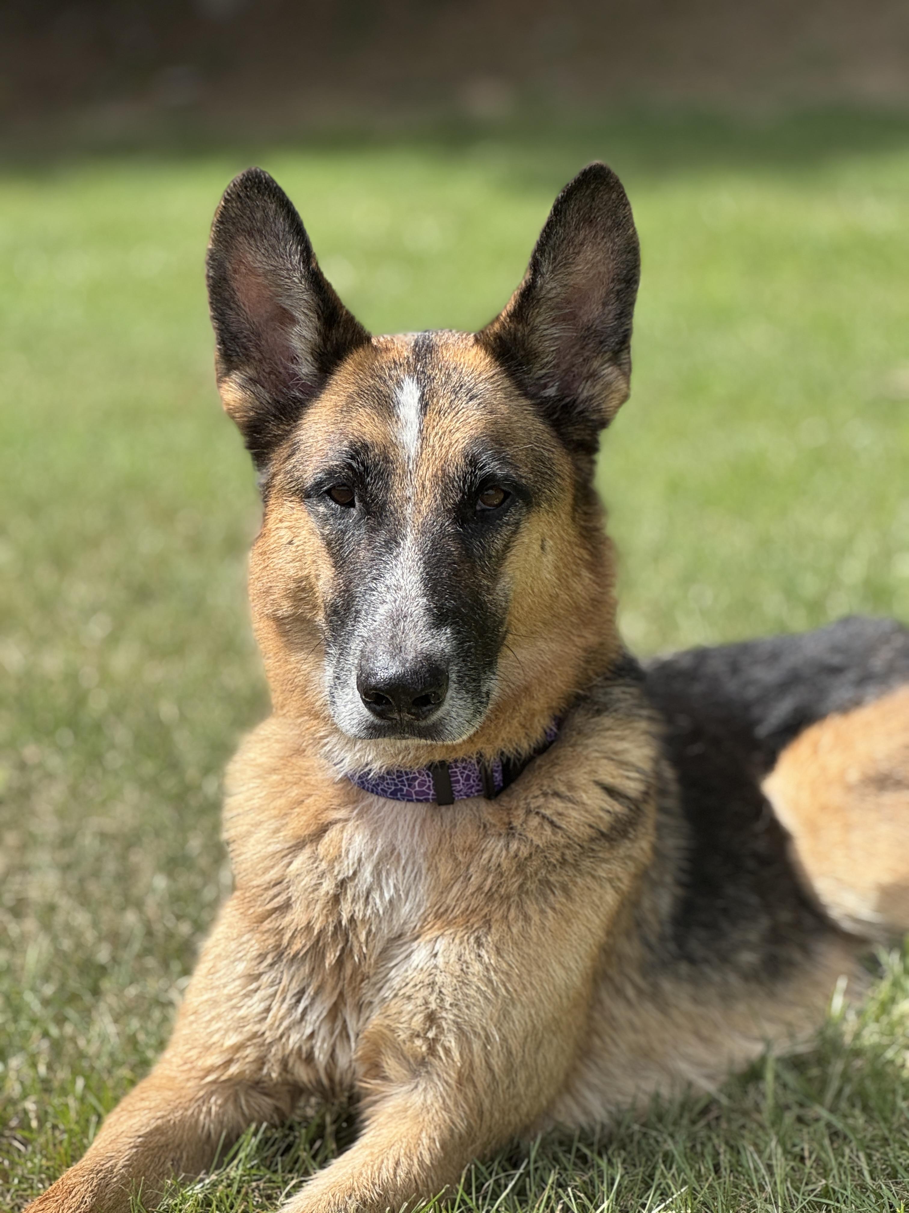 Enlarge Beaux, a Adoptable mixed breed in Hawkins, TX image 2/5