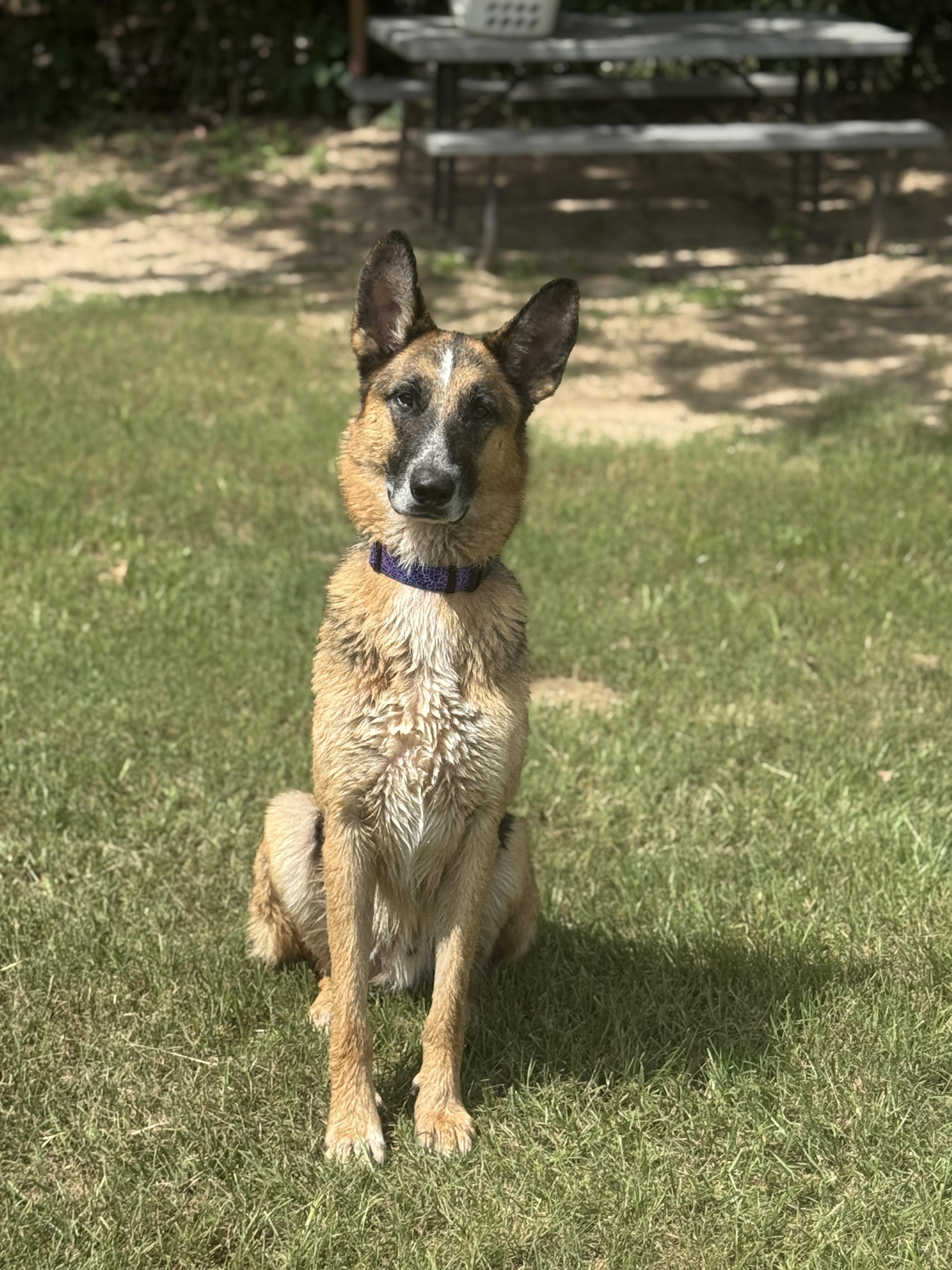Enlarge Beaux, a Adoptable mixed breed in Hawkins, TX image 3/5