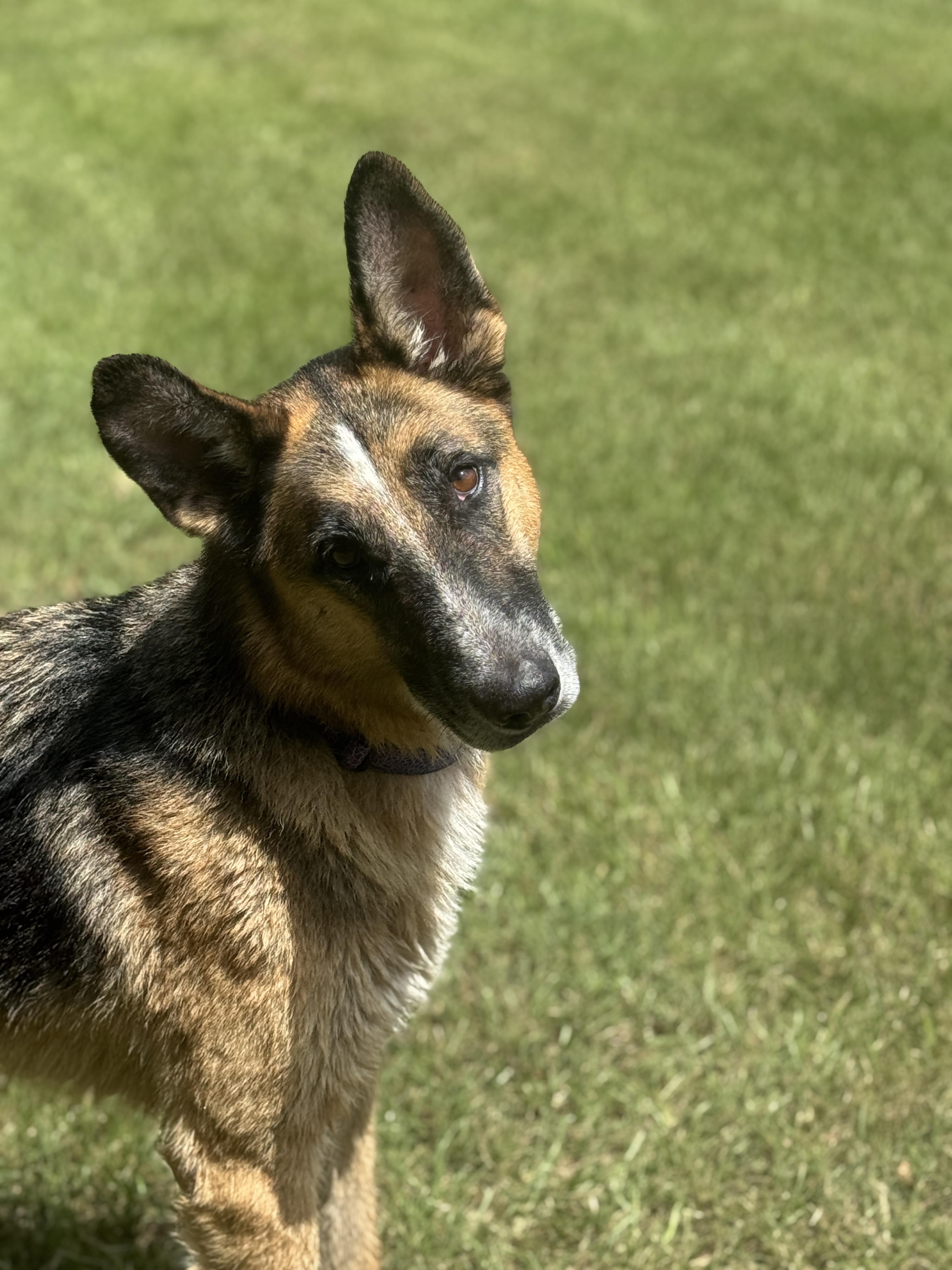 Enlarge Beaux, a Adoptable mixed breed in Hawkins, TX image 4/5