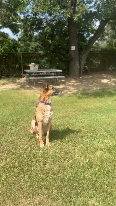 Enlarge Beaux, a Adoptable mixed breed in Hawkins, TX video 5/5