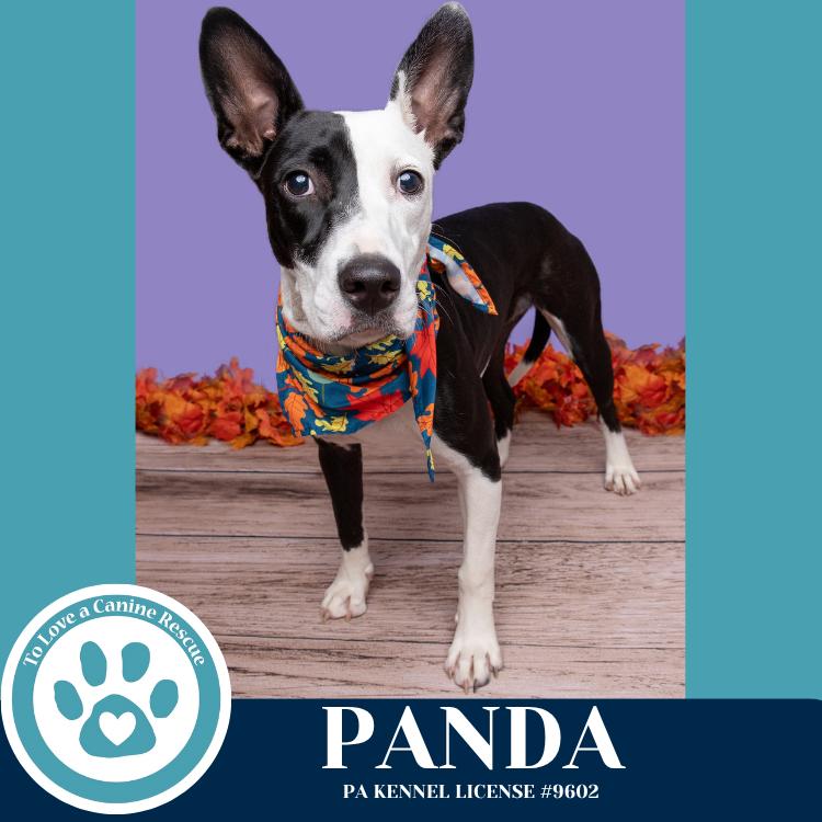 Enlarge Panda 090625, a Adoptable mixed breed in Kimberton, PA image 1/6