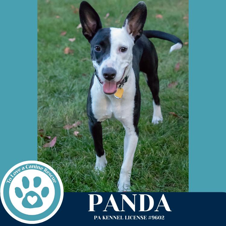 Enlarge Panda 090625, a Adoptable mixed breed in Kimberton, PA image 2/6