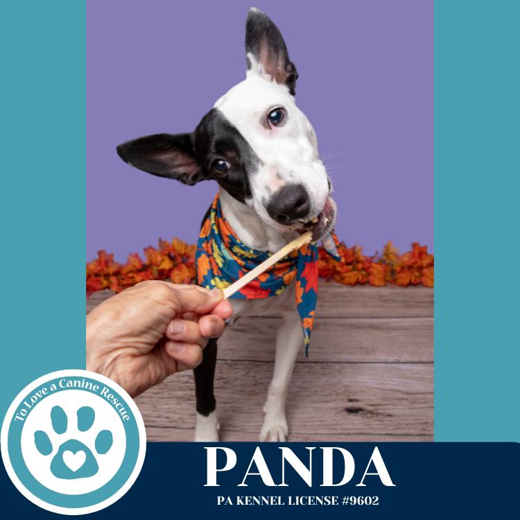 Enlarge Panda 090625, a Adoptable mixed breed in Kimberton, PA image 3/6