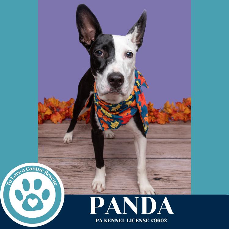 Panda 090625, Adoptable, Young Female Mixed Breed.